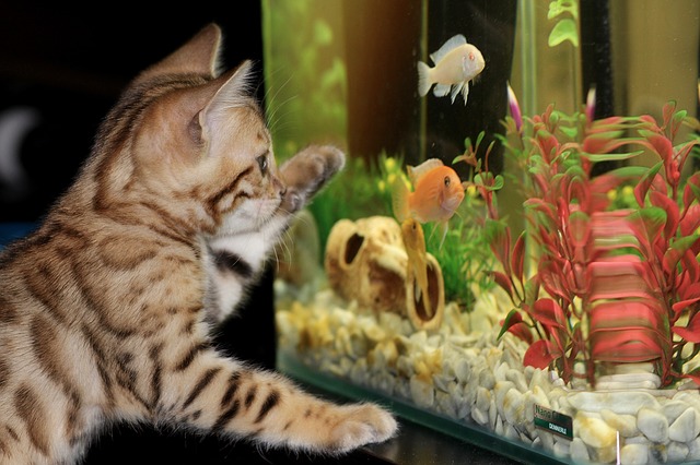 chauffage aquarium