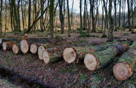 Exploiter le bois tout en préservant les forêts : quelques astuces