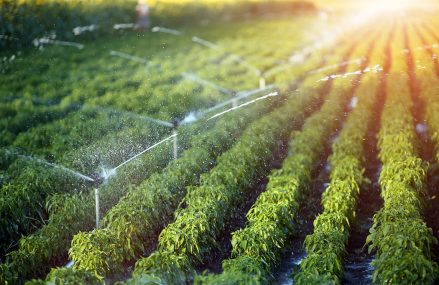 Comment économiser de l’eau grâce à des systèmes d’irrigation efficaces ?